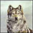 wolf363